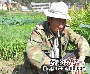 地瘤菜 地瘤菜长什么样子