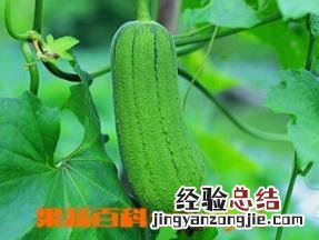 丝瓜有哪些品种 丝瓜有哪些品种图片