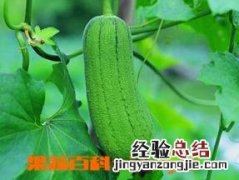 丝瓜有哪些品种 丝瓜有哪些品种图片