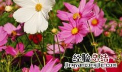 十月的花语是什么 十一月份的花语