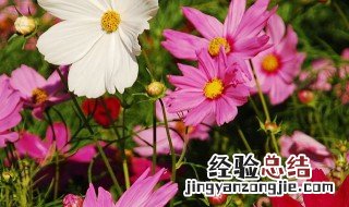 十月的花语是什么 十一月份的花语
