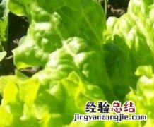 青菜种类图片,常吃青菜品种有哪些 青菜种类图片,常吃青菜品种