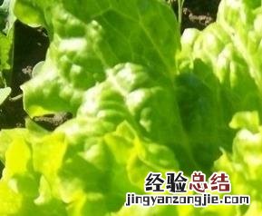 青菜种类图片,常吃青菜品种有哪些 青菜种类图片,常吃青菜品种