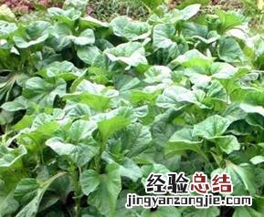 什么是冬笕菜,冬笕菜图片 冬菜是什么菜图片名字