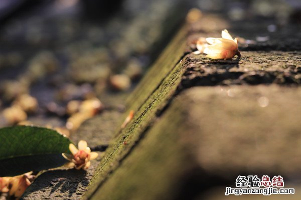 落花里有龚自珍的奉献精神诗句 龚自珍无私奉献精神的诗句