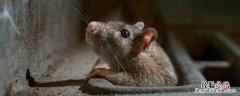 家里老鼠可以打死吗 家里打死的老鼠能吃吗