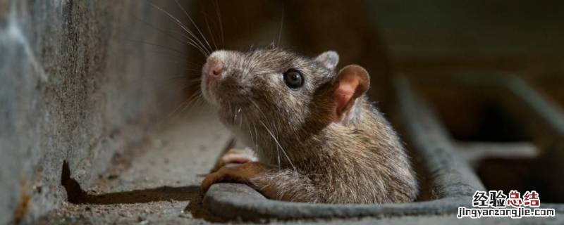家里老鼠可以打死吗 家里打死的老鼠能吃吗