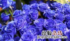 蓝色妖姬花语是什么意思 蓝色妖姬花语是什么意思33朵