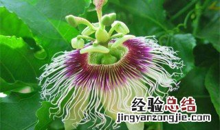 西番莲的花是什么样子的 西番莲的花语是什么