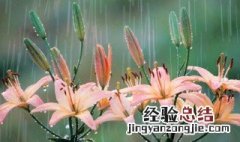 百合花的花语是什么 百合花的花语是什么意思