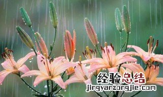 百合花的花语是什么 百合花的花语是什么意思
