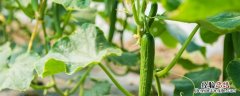 盆栽水果黄瓜种植方法，水果黄瓜怎么种植方法