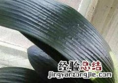 君子兰怎么养才能更旺盛 君子兰怎么养