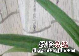 君子兰怎么养才能更旺盛 君子兰怎么养