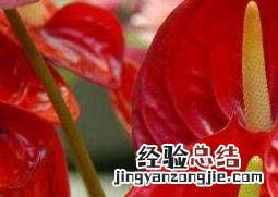 火鹤怎么养殖开的花又多又好 火鹤怎么养殖