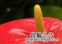 火鹤怎么养殖开的花又多又好 火鹤怎么养殖