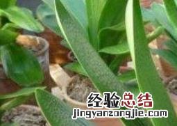 君子兰叶子发黄怎么办 君子兰叶子发黄怎么办用什么药