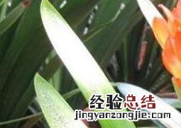 君子兰叶子发黄怎么办 君子兰叶子发黄怎么办用什么药
