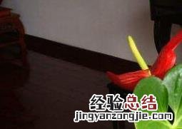 红掌怎么养 红掌怎么养花才红