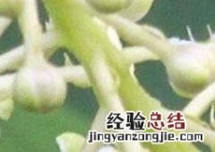 中草药商陆 中药商陆花有什么用