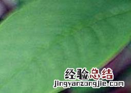 中草药商陆 中药商陆花有什么用
