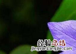 桔梗花花语 桔梗花语