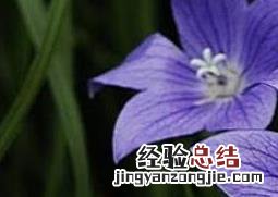 桔梗花花语 桔梗花语