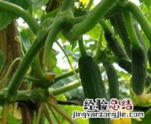 青瓜种类 青瓜百度百科