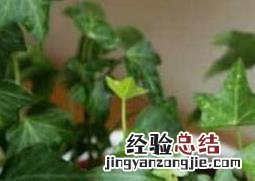 常青藤怎么养殖视频 常青藤怎么养殖