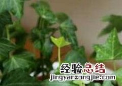 常青藤怎么养殖视频 常青藤怎么养殖