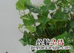 常青藤怎么养殖视频 常青藤怎么养殖