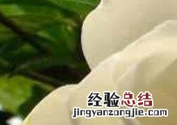 栀子花香水怎么做 栀子花香水怎么做成的