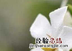 栀子花香水怎么做 栀子花香水怎么做成的