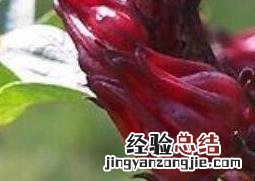 洛神花的功效与作用有哪些 洛神花的功效作用和效果