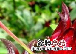 洛神花的功效与作用有哪些 洛神花的功效作用和效果