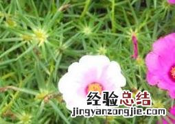 太阳花怎么养成老桩盆景 太阳花怎么养