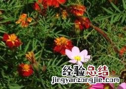 太阳花怎么养成老桩盆景 太阳花怎么养