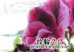 蝴蝶梅为什么不开花 蝴蝶梅为什么不开花只长叶子