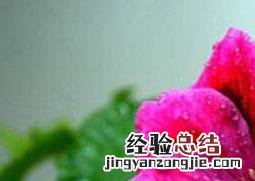 蝴蝶梅为什么不开花 蝴蝶梅为什么不开花只长叶子