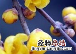 腊梅花怎么养殖方法 腊梅花怎么养殖