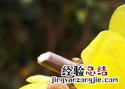 腊梅花怎么养殖方法 腊梅花怎么养殖