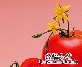 河南信阳有种植露天番茄的吗 信阳番茄田