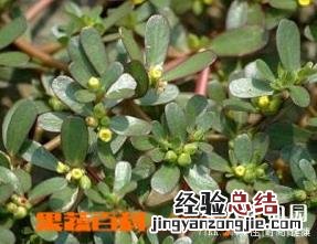 马齿苋的功效与作用的功能与主治马 马齿苋的功效与作用