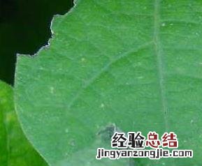 芸豆病害图片 芸豆病害图片大全与防治