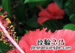 扶桑花怎么养殖怎么浇水 扶桑花怎么养殖
