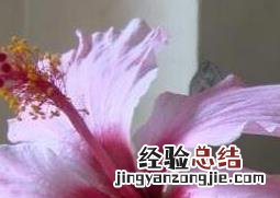 扶桑花怎么养殖怎么浇水 扶桑花怎么养殖