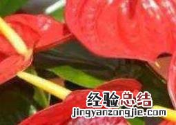 火鹤都开花吗 火鹤什么时候开花