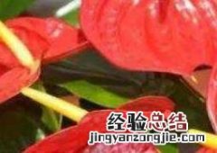 火鹤都开花吗 火鹤什么时候开花