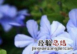 蓝雪花的养殖方法和扦插 蓝雪花的养殖方法