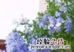 蓝雪花的养殖方法和扦插 蓝雪花的养殖方法
